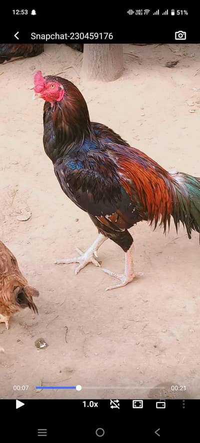 Quality Aseel bird Full videos available he iske har cheez me 10/10 he