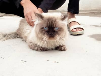 Himalayan breed long coat