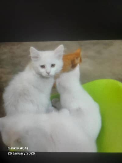 Male and female cat
