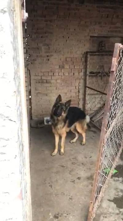 Garman shaft long cort black mask