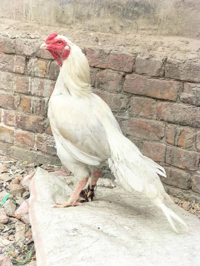 White Heera Aseel Breeder
