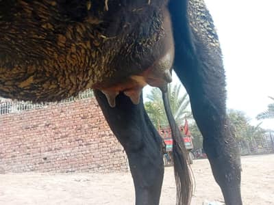 Australian cross cow 03036015560