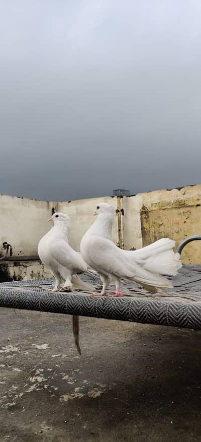 03125566001  Laka, Pigeons, Lakay Pigeons, Kaboter, Lakay Kaboter