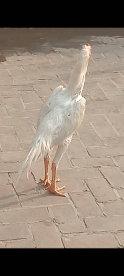 O Shampoo Male Available