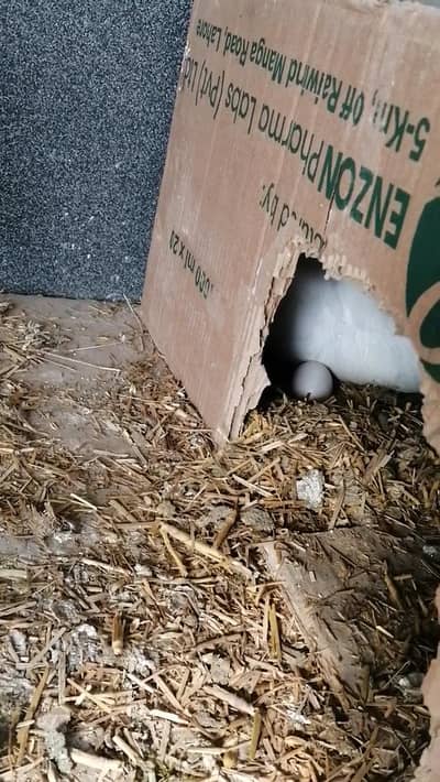 Cage /pinjra/thai female /brooder /heater salnder