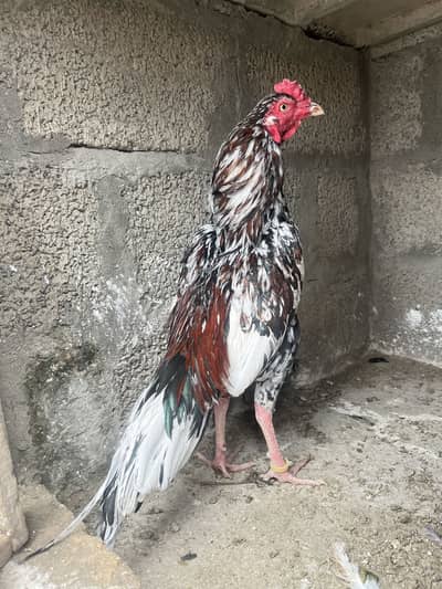Aseel. Pure. Home breed 100 per surity. Full active