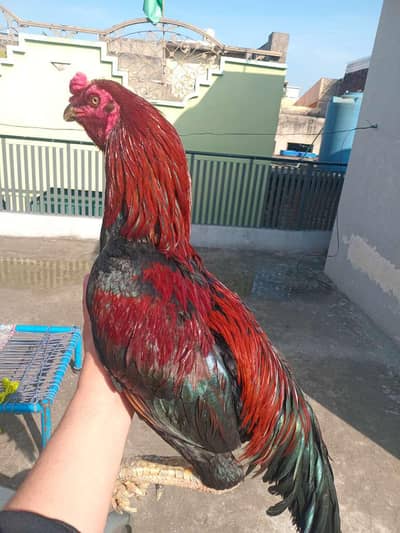 aseel Thai x Mianwali breeder