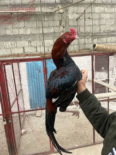 Kil taja. Pure aseel