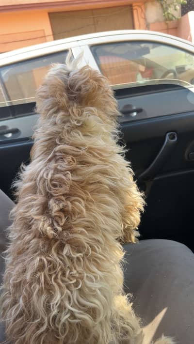 Shitzu male for sale fully vaccinated