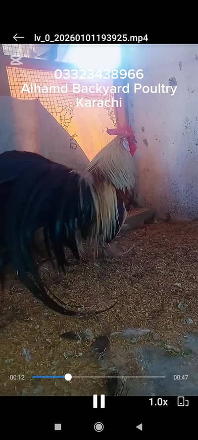 Onagadori Long Tail Trio (Fancy)