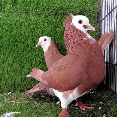 Laal jogia Breder pair  For Sale