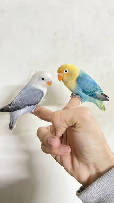 Handtame lovebirds for sale