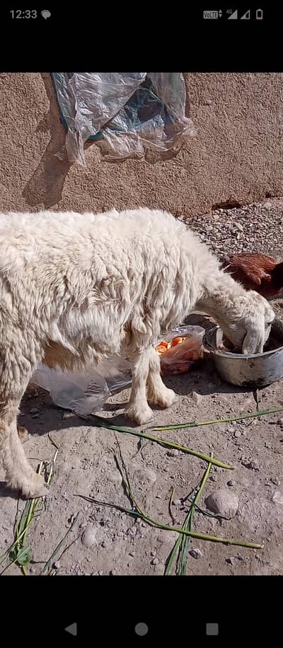 یہ دنبی فور سیل کے لیے ہے جس بھائی کو چاہیے رابطہ کر لیں