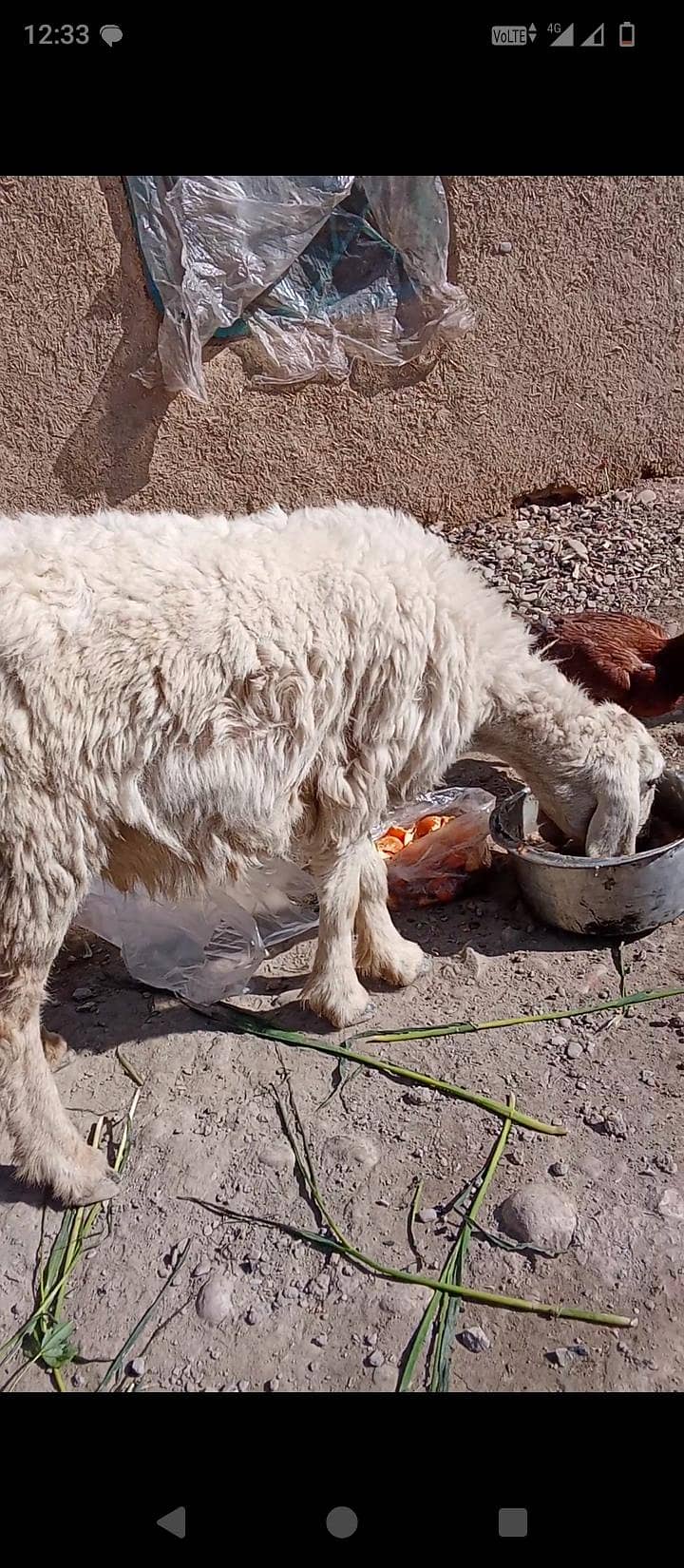 یہ دنبی فور سیل کے لیے ہے جس بھائی کو چاہیے رابطہ کر لیں 0