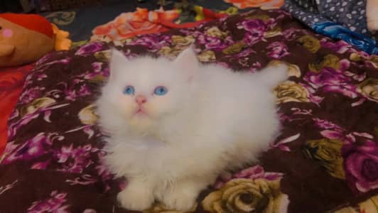 persions kittens triple coated 5 kittens