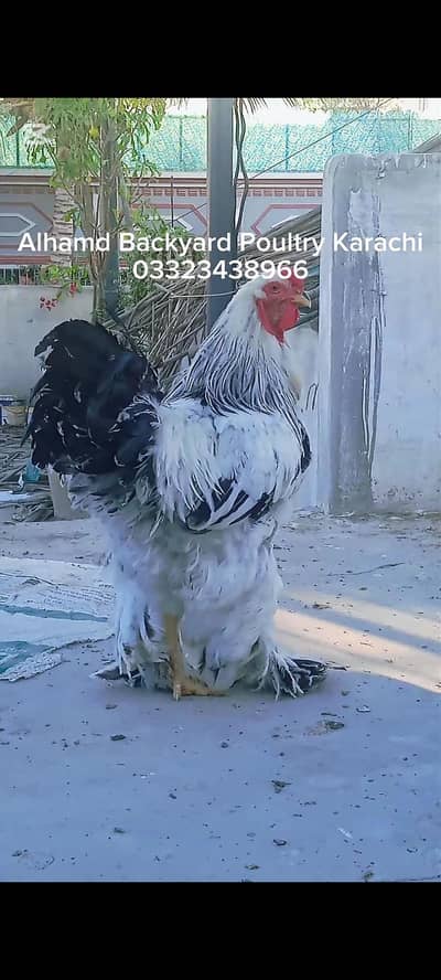 Light Columbian Brahma Male