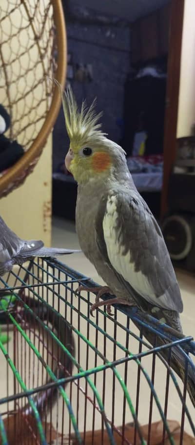 cockatiel Parrots 2 Piece For Sale