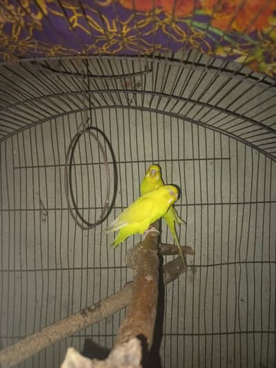 Rainbow working pair yelow redeyes pair for sale