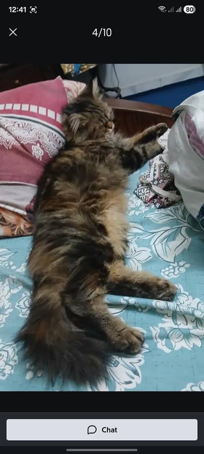 persian Cat well trained friendly