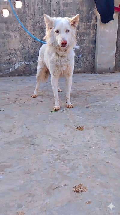 Russian spitz male dog