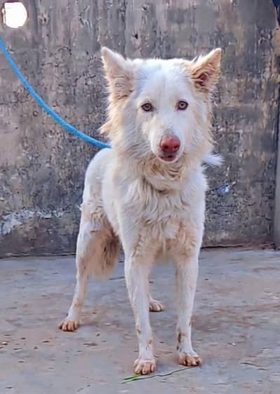 Russian spitz male dog