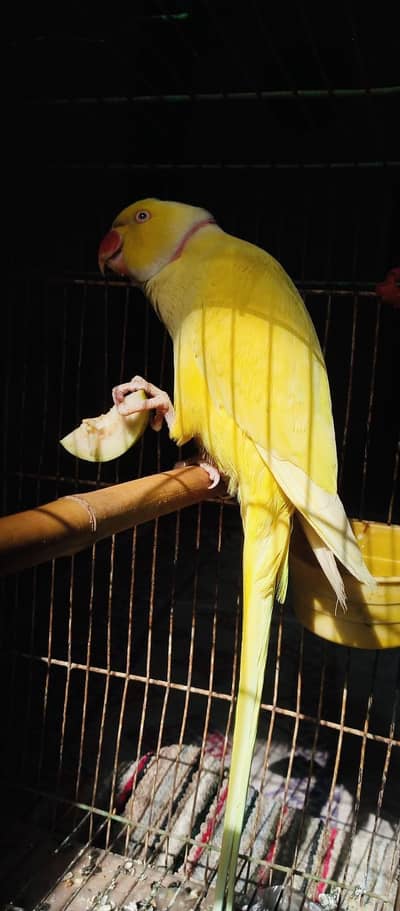 “YELLOW RING-NECK”