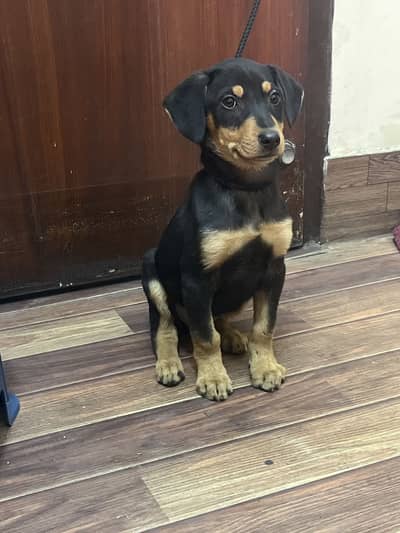 One month dober/rott cross female