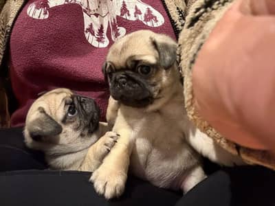 pug puppies top notch quality available wattsapp no 03294018736