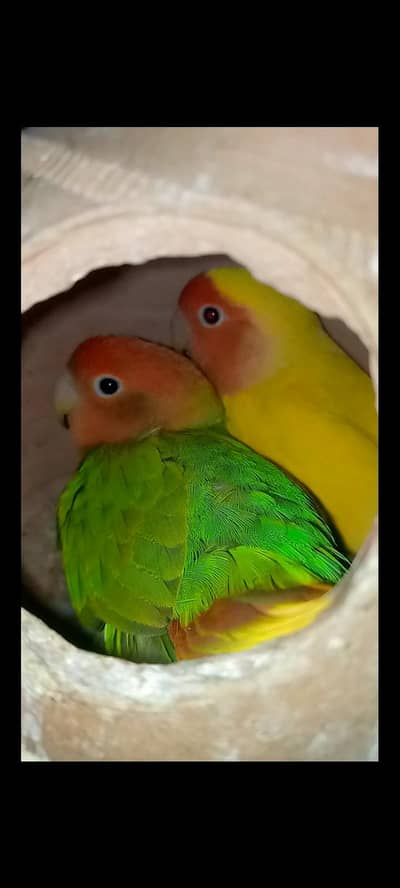 Love birds healthy & active pair's For Sale