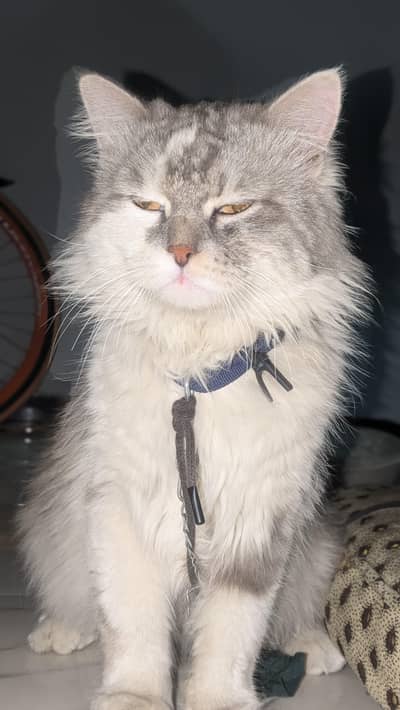triple coated Persian cat urgent for sell