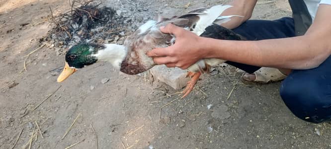 Desi Ducks for sale