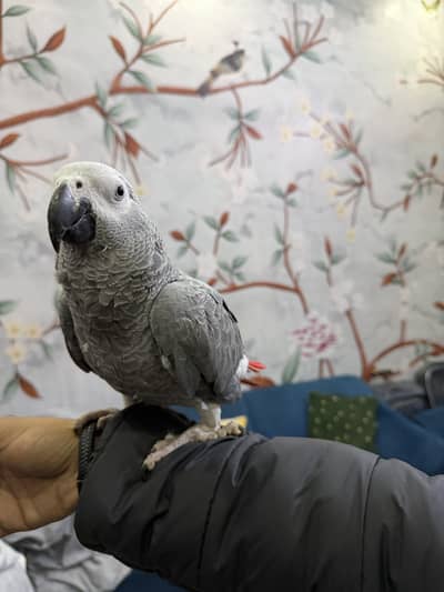 African grey parrot healthy active