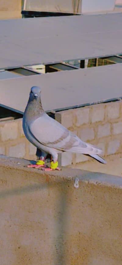 kasni lalband for sale