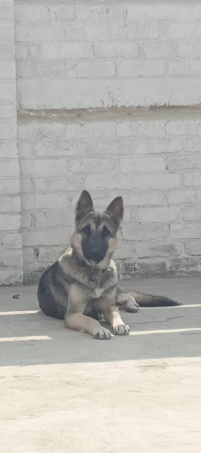 Alsatian Dog For Sale