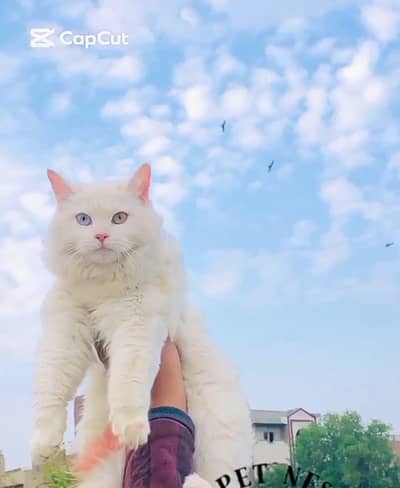 Persian Cat Female 10 months for sale