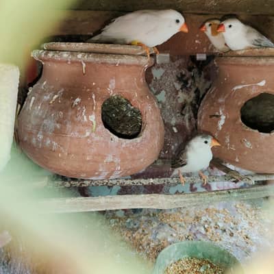 Cocktail and motension finch breader pair available for sell