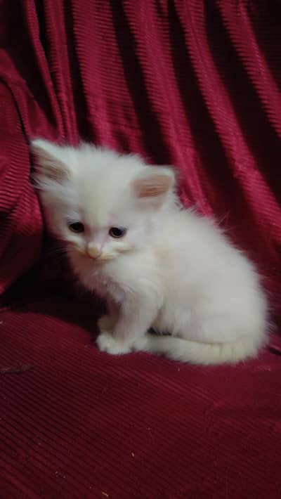 Persian cats and kittens are available, home grown, Cat babies