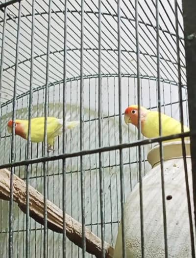 Love birds Lutino