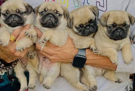 pug puppies 03425655411