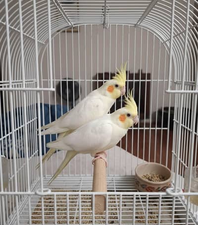 Cocktail Breeding pairs