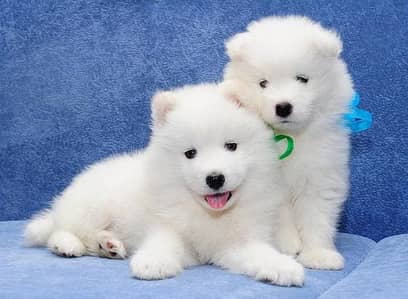 Russian puppies 03425655411