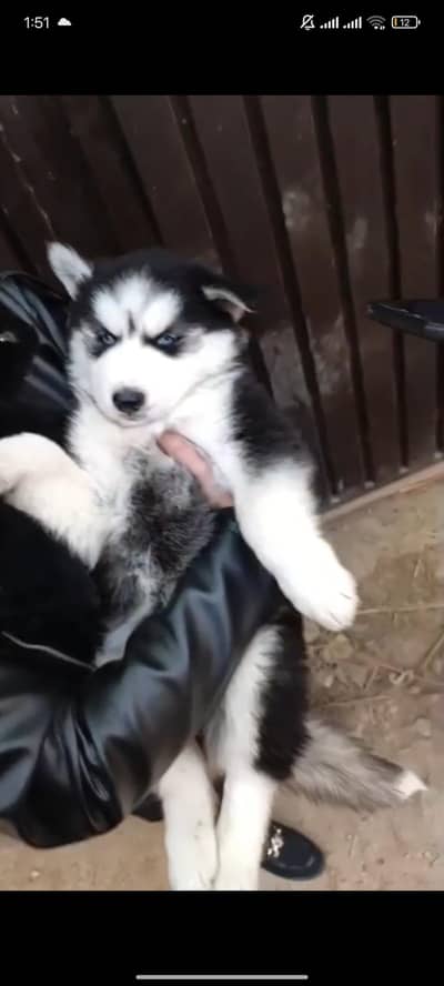 Husky Puppy for sale