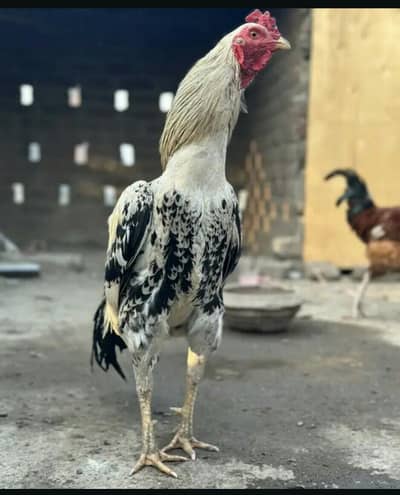 Aseel Jawa Murga Home breed