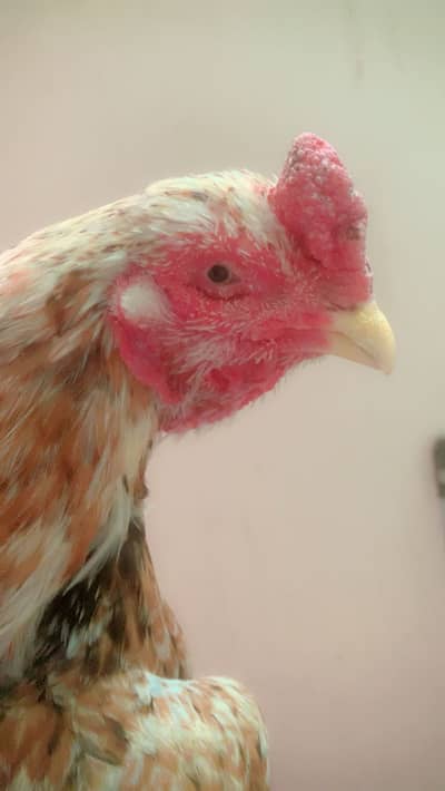 Pure mianwail or narangi colour