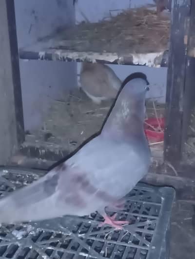 mix kabootar per piece