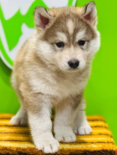 All Breed Puppies For Sale,  Top bloodline And Top Quality