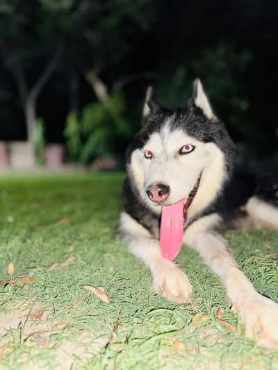Siberian Husky Female
