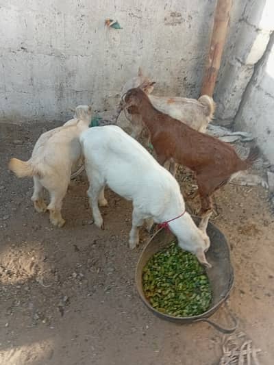 Teddy tapri goats 4 kids