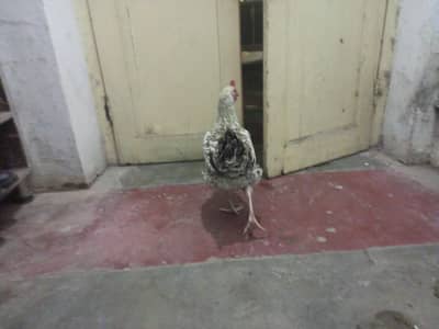 ghar per pale hue design murga murgi  munasib rate per