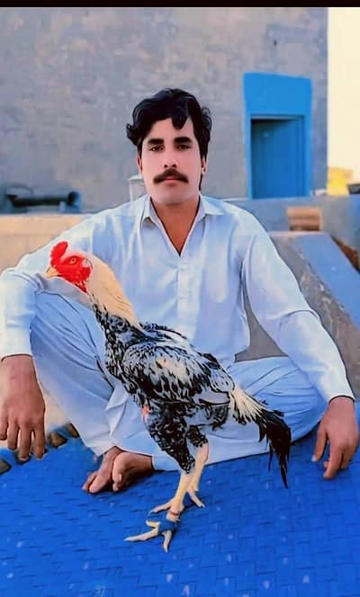 young patha home breed 3 match win